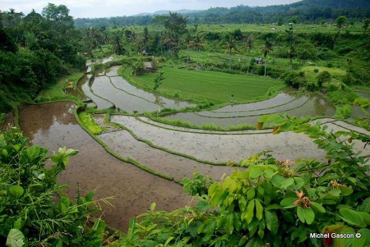 MGA95136 (Large) (2).jpg - Rice field while leaving Amed to drive toward the North Coast of the island.